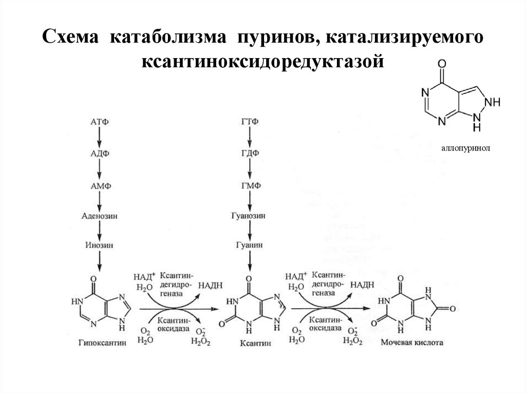 Распад пуриновых. Синтез мочевой кислоты биохимия реакции. Схема катаболизма пуриновых оснований. Катаболизм пуринов регуляция. Схема катаболизма пуриновых нуклеотидов.