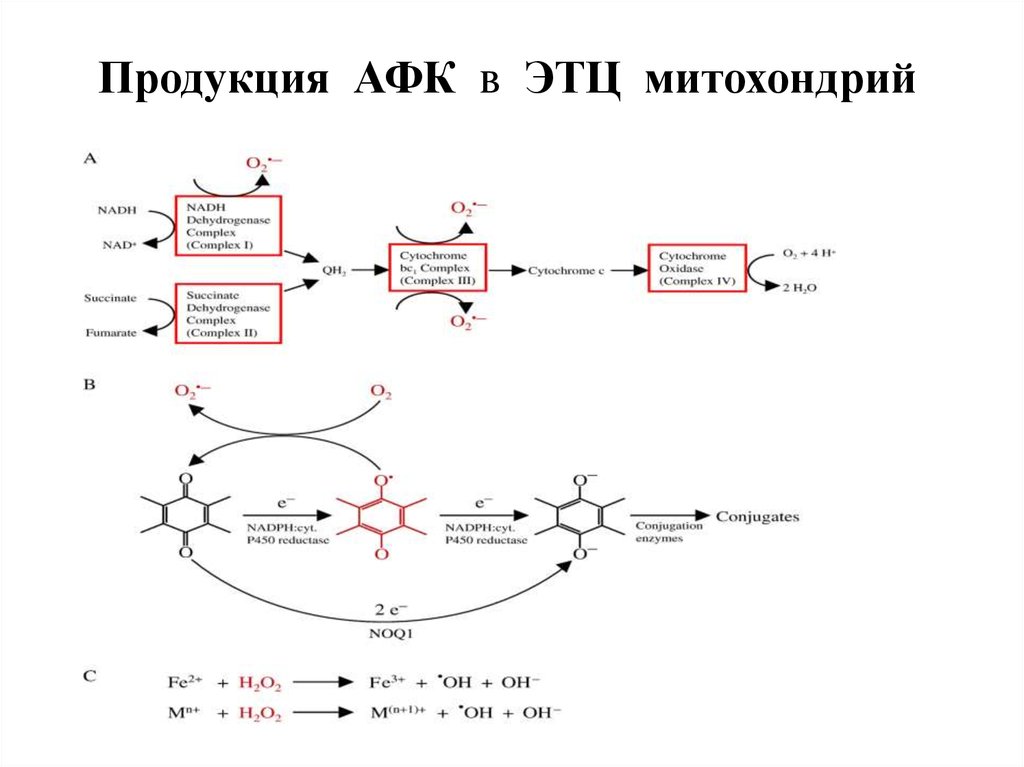 Схема полной цепи митохондриального окисления