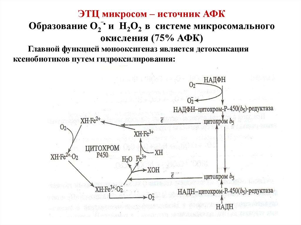 Микросомальное окисление схема