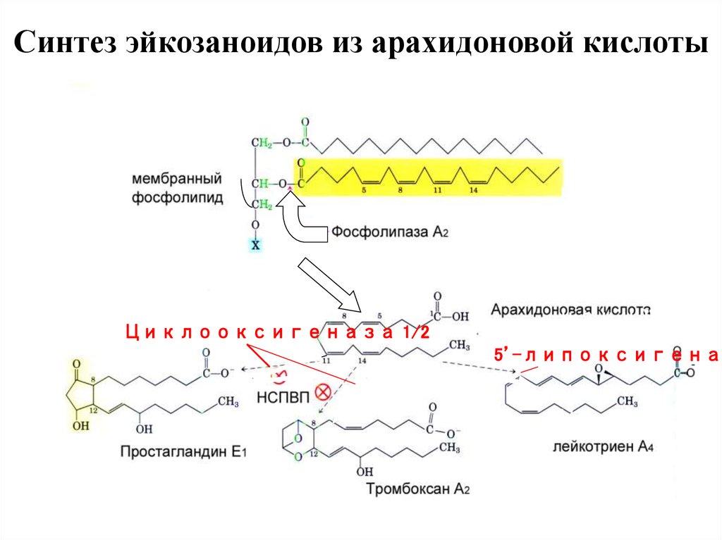 Формула арахидоновой кислоты