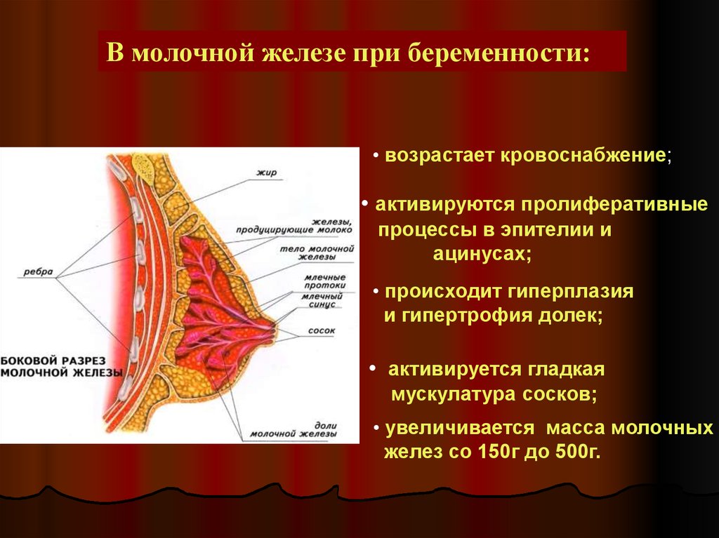 Железа в груди. Кровоснабжение молочной железы. Молочная железа кровоснабжение. Кровоснабжение молочных желёз. Молочные железы при беременности.