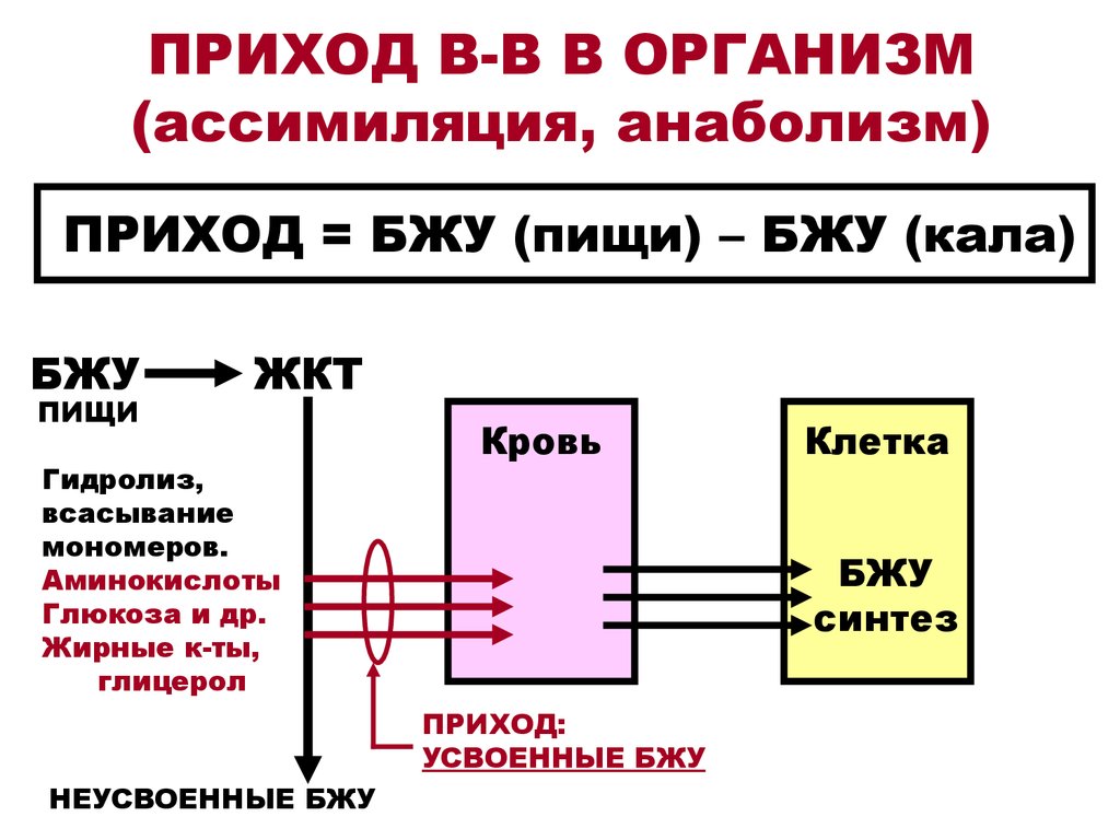 Синонимом слова анаболизм является