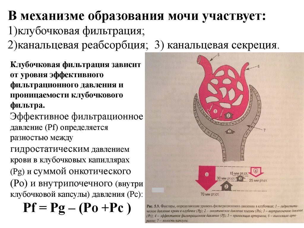 Клубочковая фильтрация. Клубочковая фильтрация процесс механизм. Механизм мочеобразования клубочковая фильтрация. Механизмы образования мочи: фильтрация, реабсорбция. Механизм образования мочи клубочковая фильтрация.