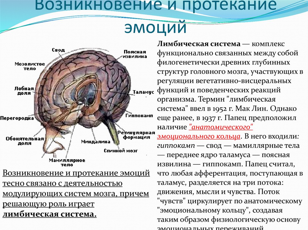 Возникают физиологические нарушения в. Лимбическая система мозга система головного. Лимбическая система мозга структура и функции. Лимбическая система головного мозга ее структурная организация. Строение и функции отделов головного мозга лимбическая система.