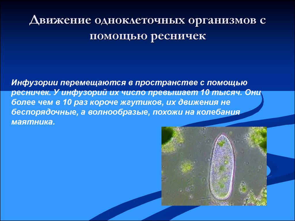 Движение организмов. Движение одноклеточных организмов. Передвижение одноклеточных организмов. Способы передвижения одноклеточных организмов. Одноклеточные организмы передвигаются с помощью.