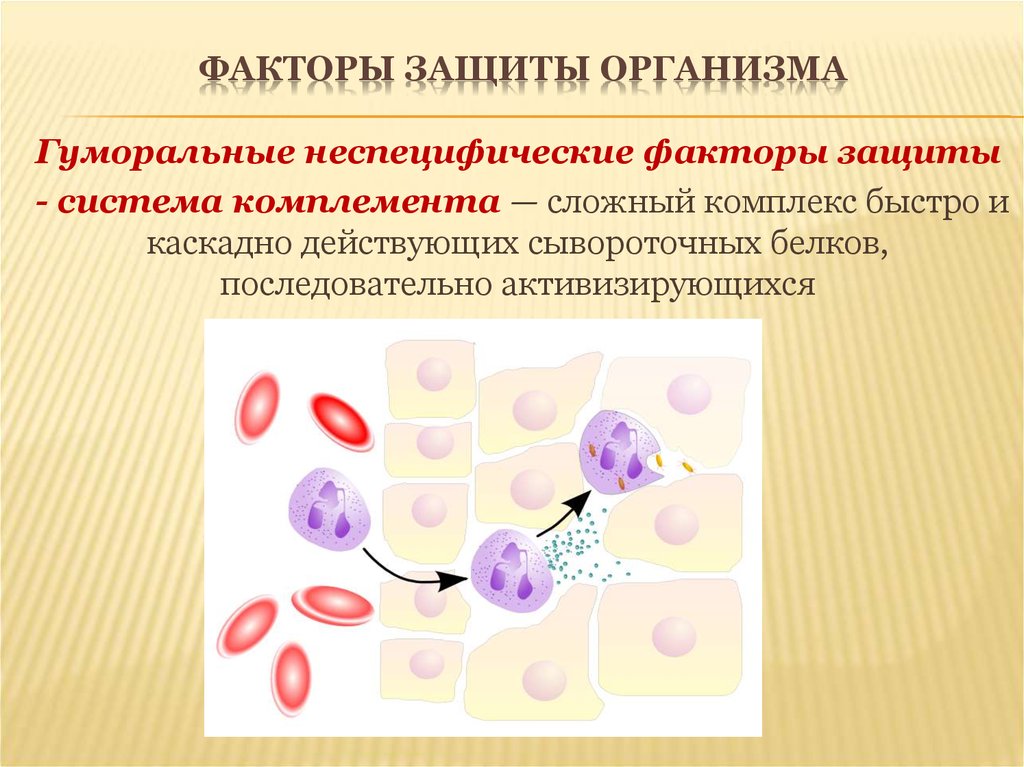 Неспецифические факторы. Гуморальные факторы неспецифической защиты. Факторы гуморальной неспецифической иммунной защиты. Неспецифические факторы защиты гуморальные механизмы. Система комплемента это неспецифические факторы защиты.