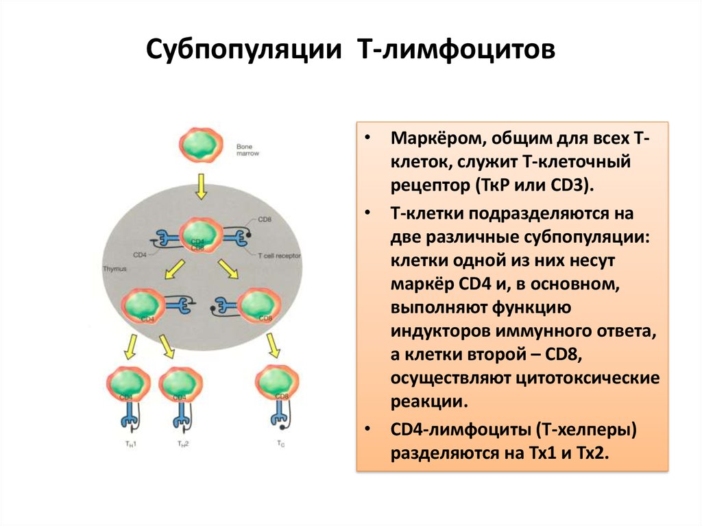 Количество т клеток. Адгезия cd4 рецептора т-лимфоцитов:. Т4 лимфоциты т4. Функции сд4 т лимфоцитов. Функции b лимфоцитов иммунология.