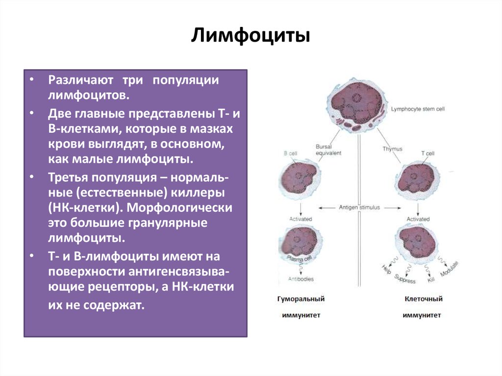 Как отличить т. Лимфоциты строение кратко. Функции лимфоцитов гистология. Лимфоциты строение и функции. Лимфоцит строение клетки.
