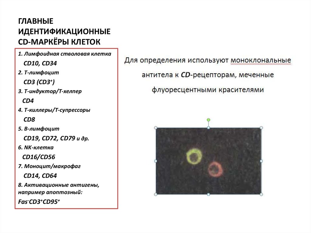 Маркеры в клетку. Мембранные маркеры клеток CD-антигены. Маркер cd4 имеется в мембране. Маркер cd45 гистология. Антигенные маркеры клеток человека cd3- cd4 cd8-антигены и др.