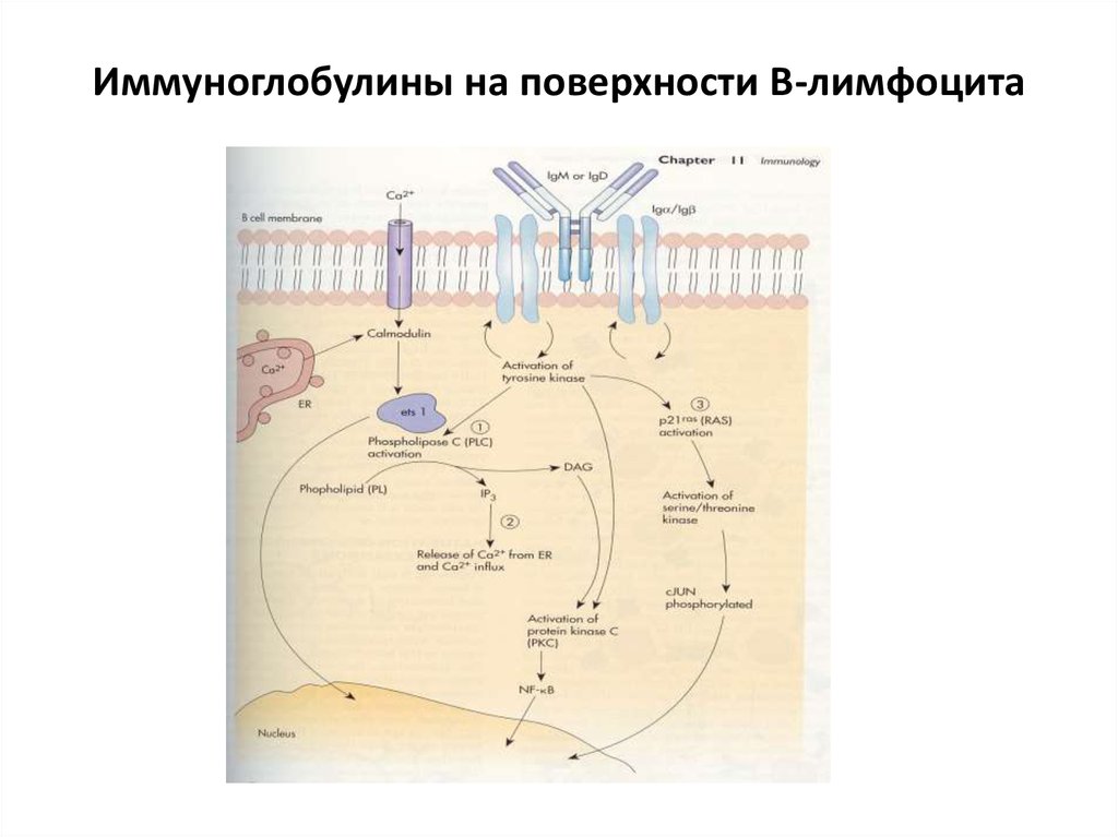 Иммуноглобулин в лимфоциты. Мембранные иммуноглобулины и в-лимфоциты. B-лимфоциты Рецептор иммуноглобулинов. Иммуноглобулин Рецептор у б лимфоцитов. Мембранный иммуноглобулин на поверхности в-лимфоцита.