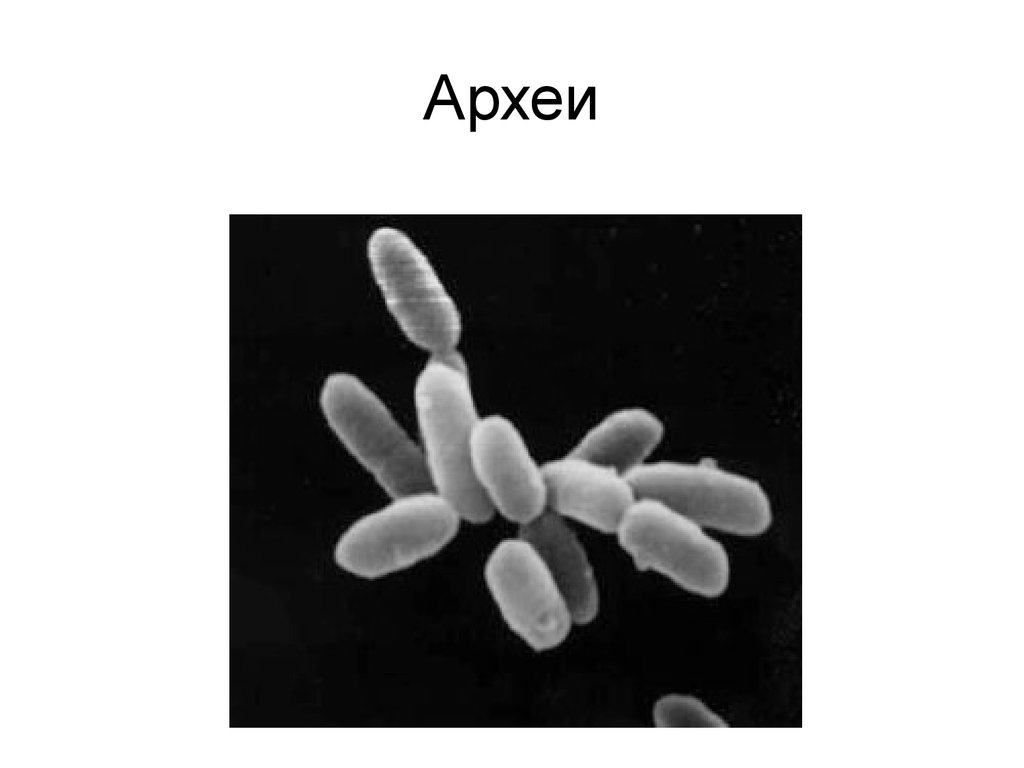 Археи. Археи галофилы. Галофильные археи рода Halobacterium. Бактерии и археи. Археи микробиология.