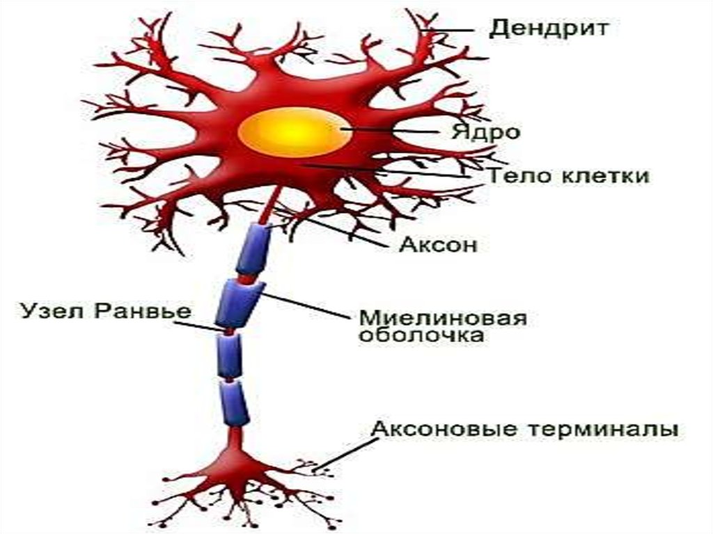 Каталог аксона. Миелиновой оболочкой дендрит Аксон. Нейрондар. Узел Ранвье. Нейрон түрлері.