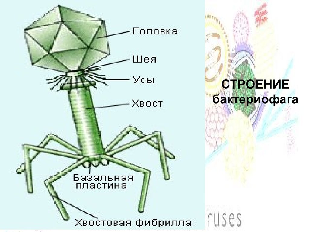 СТРОЕНИЕ бактериофага