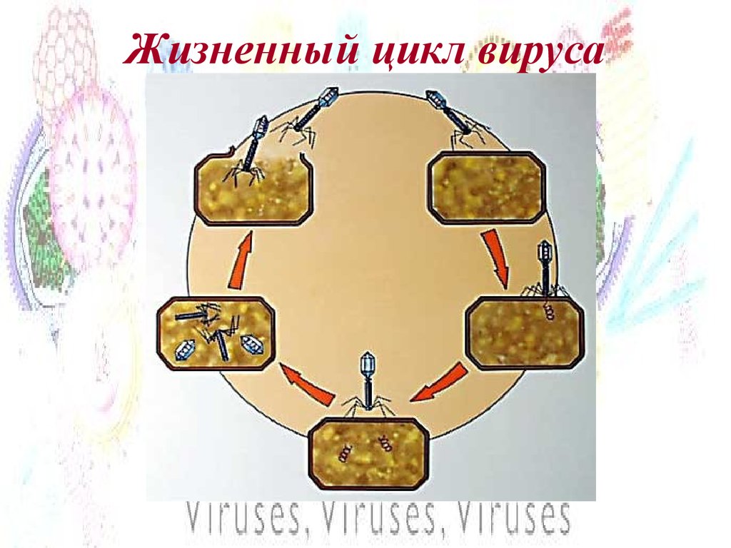 Жизненный цикл вируса