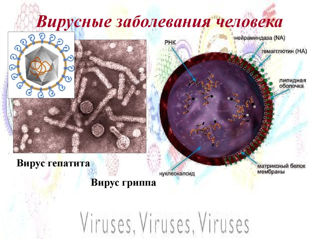 Задача вирусных инфекций