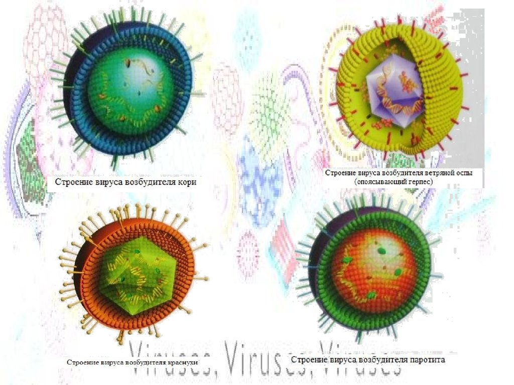 Вирус свинки. Вирус кори строение вируса. Вирус паротита строение вируса. Структура вируса кори. Строение вириона вируса кори.