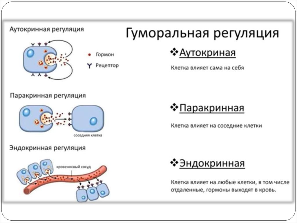 Формы регуляции. Гуморальный механизм регуляции. Паракринное действие гормонов схема. Паракринный механизм регуляции. Гуморальная регуляция механизм регуляции.