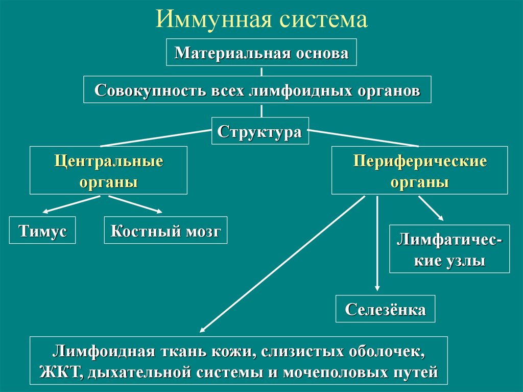 Лимфоидная ткань органы