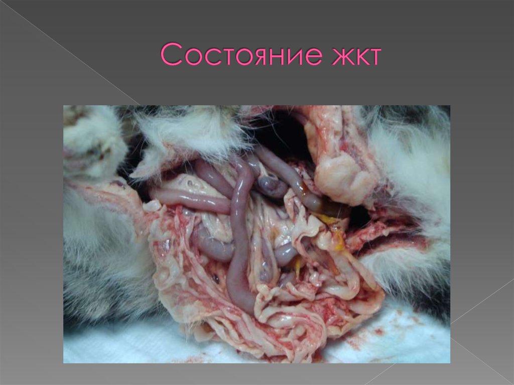 Состояние жкт