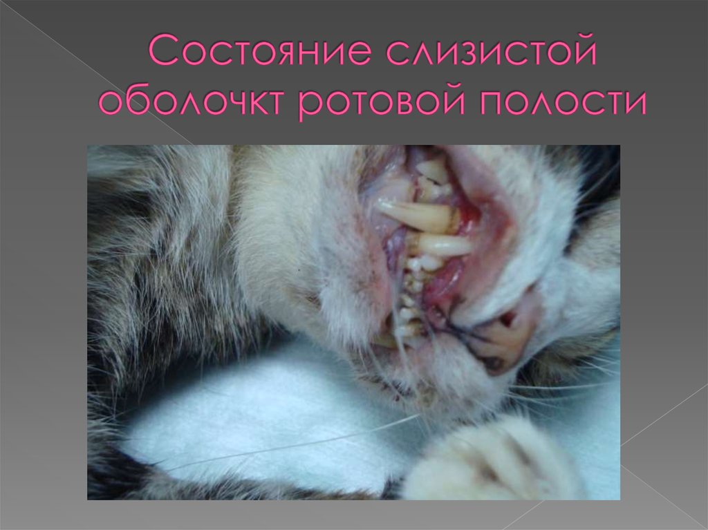 Состояние слизистой оболочкт ротовой полости