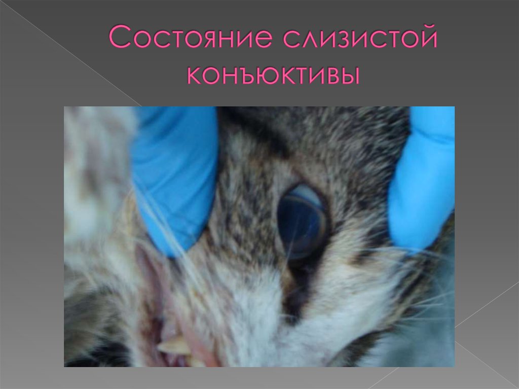 Состояние слизистой конъюктивы