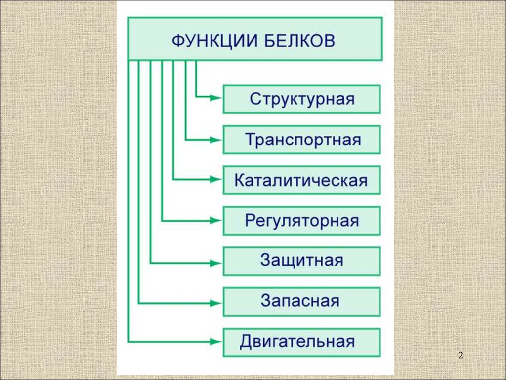 5 функций белка