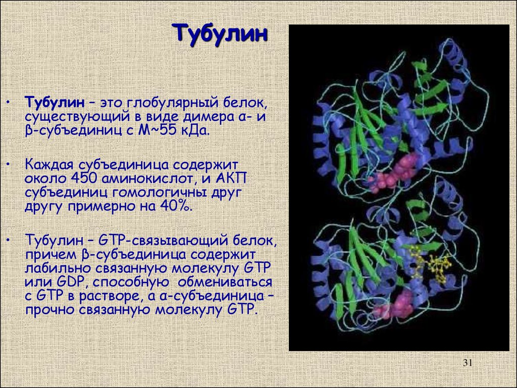 Синтез белков тубулинов. Тубулин. Белок тубулин. Тубулин строение. Белок тубулин входит в состав.
