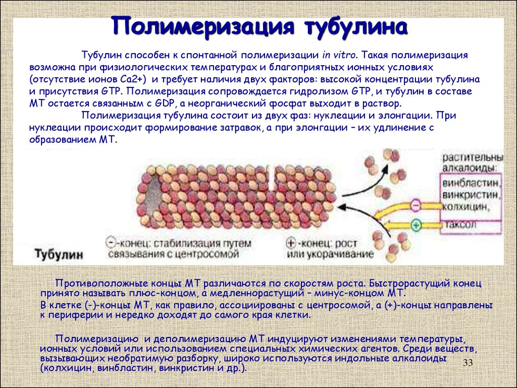 Синтез белков тубулинов. Микротрубочки белок тубулин. Тубулин строение белка. Микротрубочки образованы белком тубулином. Полимеризация микротрубочек.