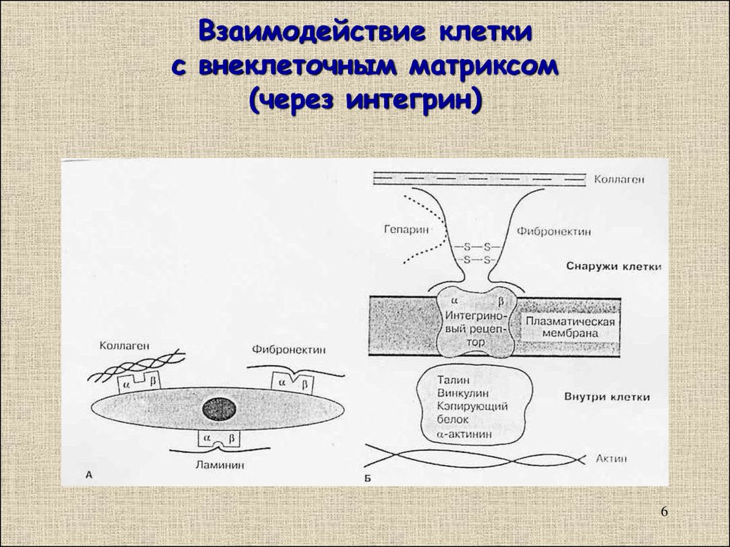 Взаимодействие клеток. Взаимосвязь клеток. Внеклеточный Матрикс клетки. Взаимодействующие клетки. Взаимодействие клетки с элементами внеклеточного матрикса.