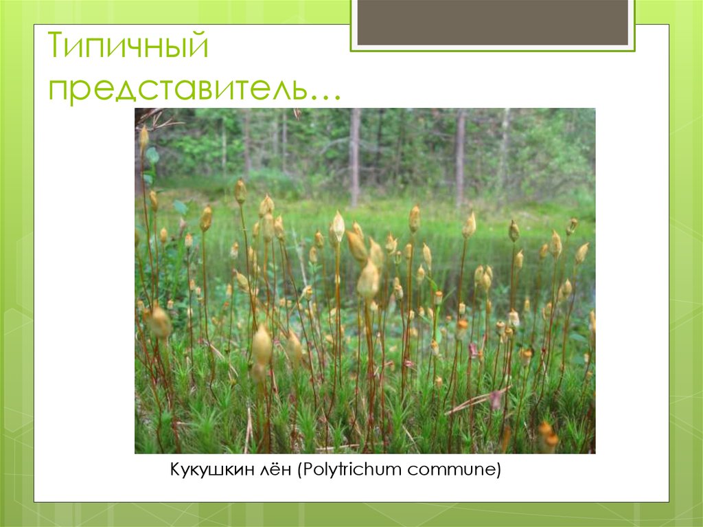 Типичный представитель…