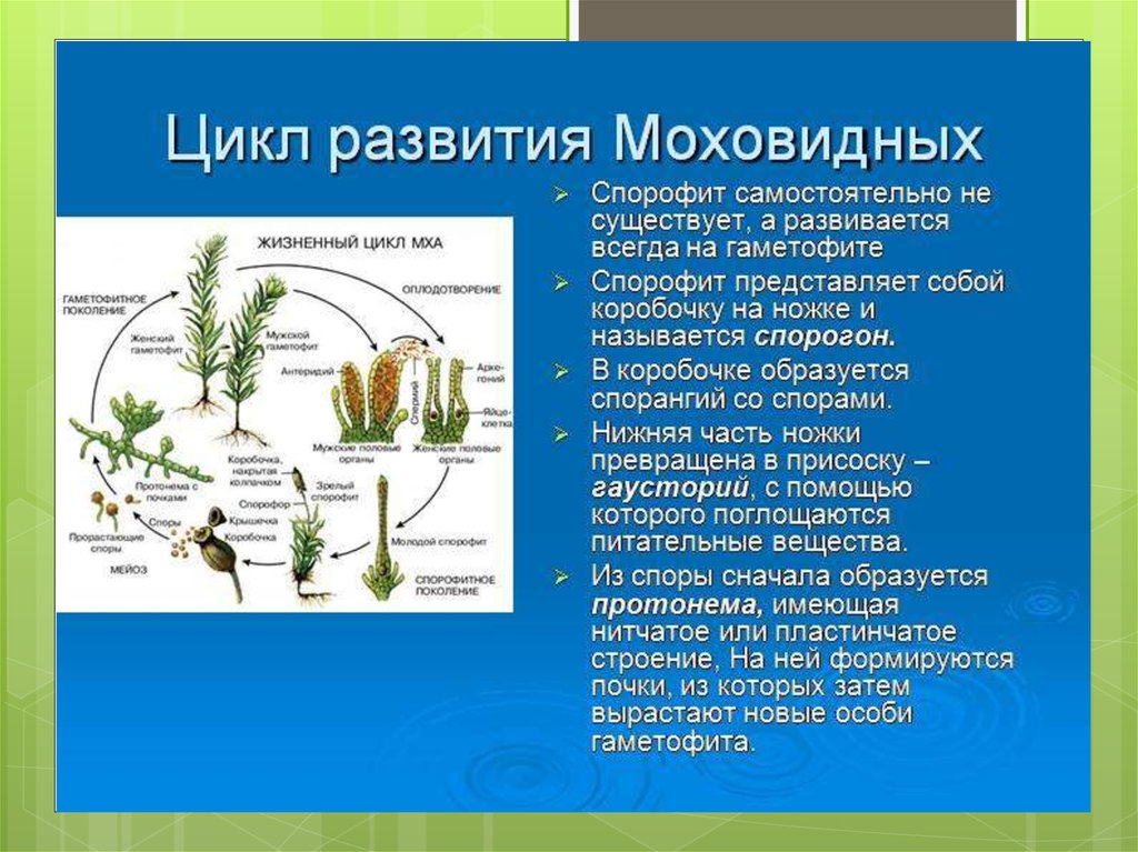 Рассмотрите внимательно рисунки 112 и 116 и сравните продолжительность жизни