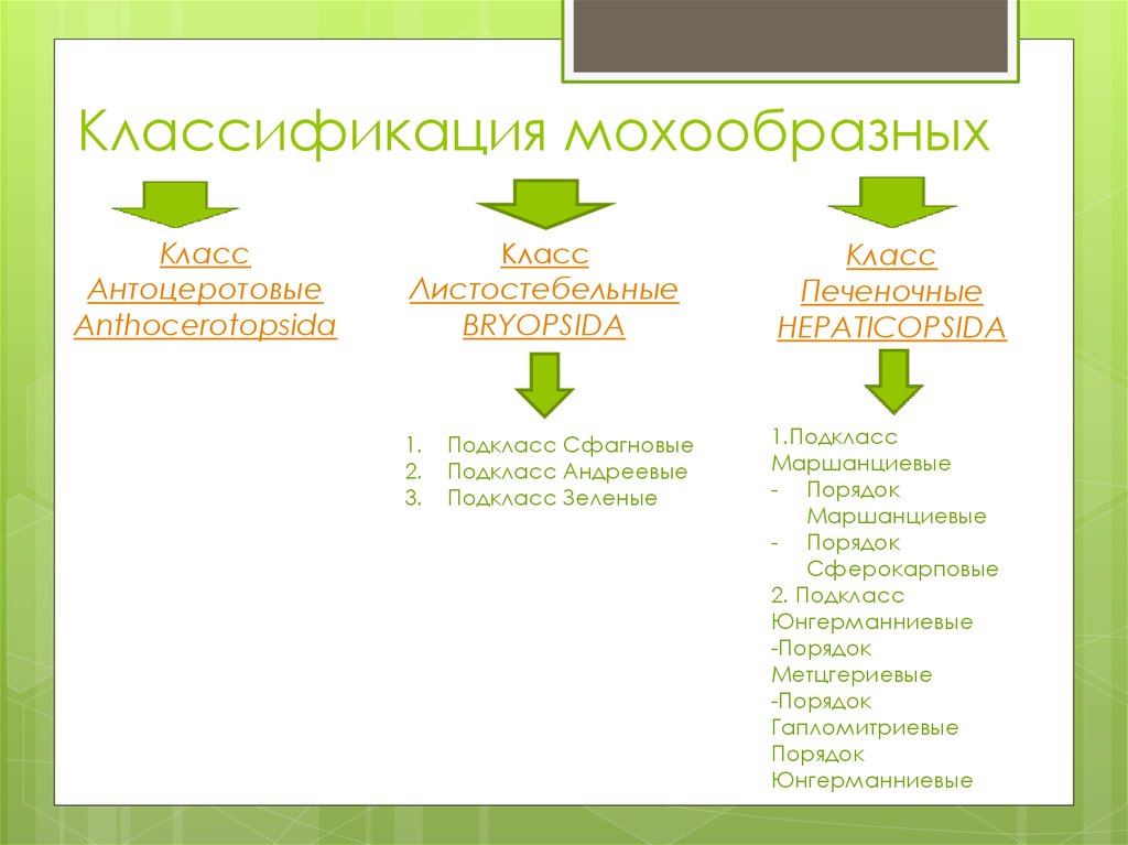 Схема классификация мхов