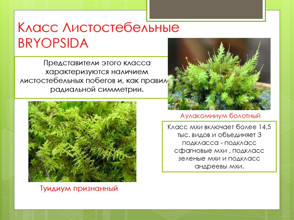Три примера растений относящихся к мхам. Листостебельные мхи сфагнум. Листостебельный зеленый мох. Моховидные листостебельные. Листостебельные мхи бриопсида.