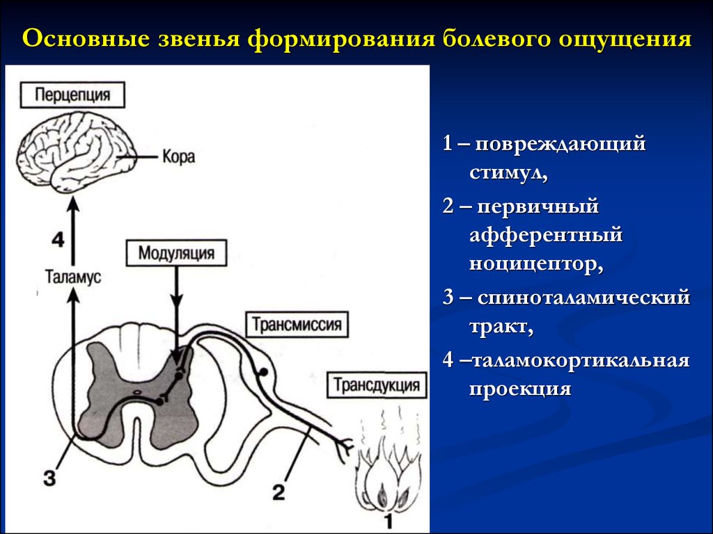 Что характерно для болевых ноцицептивных ощущений