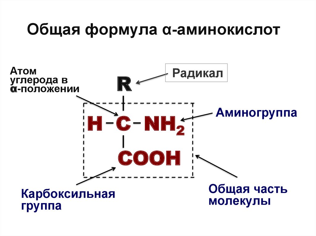 Положение радикалов. Общая формула аминокислот. Биохимия человека. Омега аминокислоты формула.