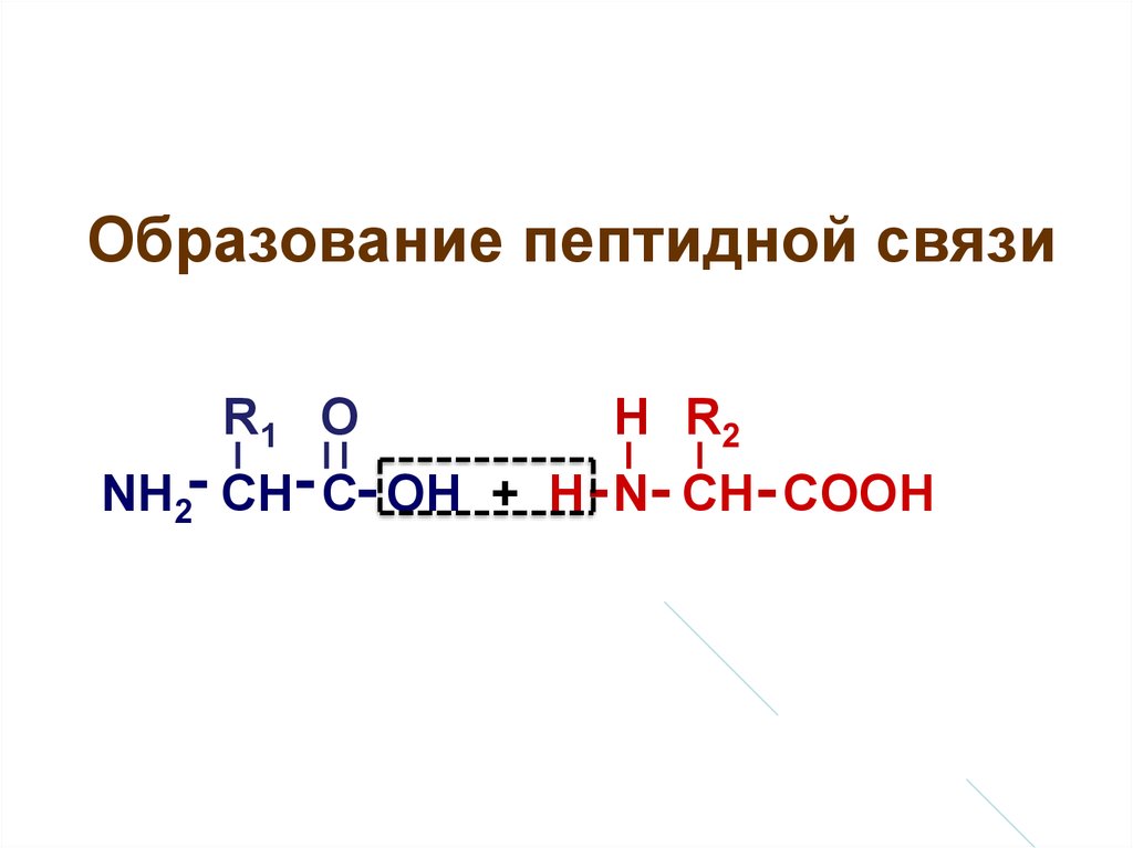 Образование пептидной связи