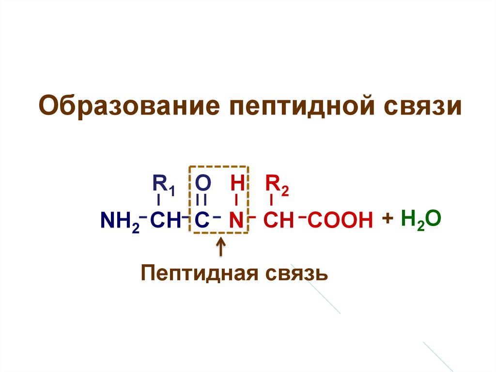 Пептидная связь картинка