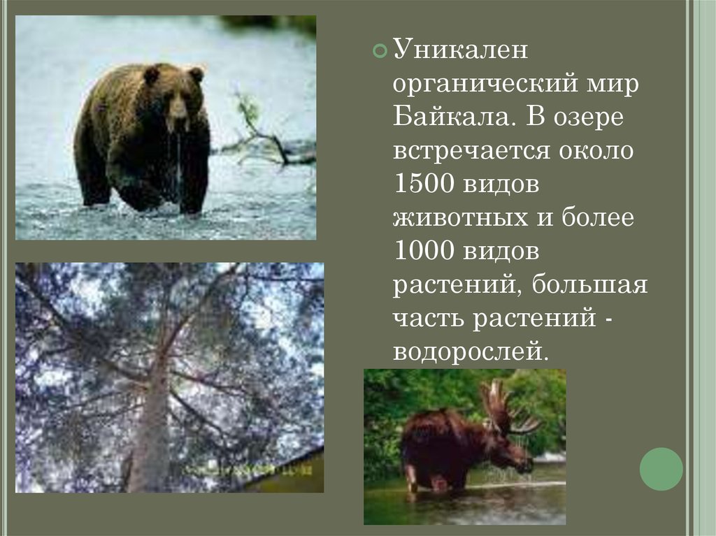 Органический мир европы. Органический мир Байкала. Органический мир озера Байкал презентация. Животный мир Байкала кратко. Более 1000 видов.