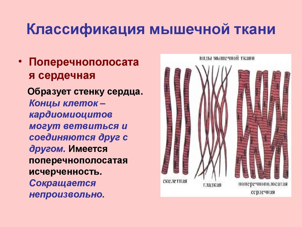 Какова особенность волокон поперечнополосатой мышечной ткани. Клетки поперечно-полосатой сердечной мышечной ткани. Поперечнополосатая мышечная ткань ткань образует. Поперечно-полосатой мышечной тканью образованы мышцы. Классификация мышечной ткани гистология.
