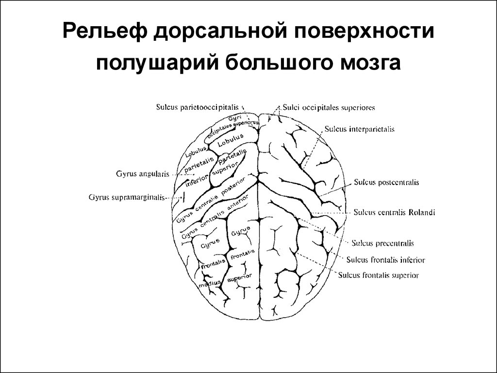 Дорсальная поверхность мозга. Головной мозг полушария большого мозга схема. Поверхность коры больших полушарий извилины. Дорсолатеральная поверхность головного мозга борозды. Рельеф ВЕРХНЕЛАТЕРАЛЬНОЙ поверхности полушарий большого мозга.