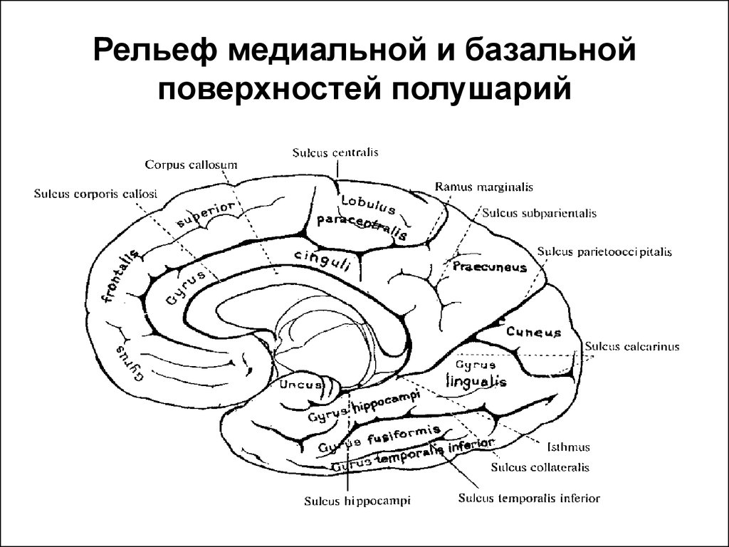 Медиальная поверхность мозга. Медиальная поверхность полушария головного мозга. Борозды медиальной поверхности полушарий. Борозды на медиальной поверхности полушарий большого мозга. Извилины головном мозге медиальная поверхность.