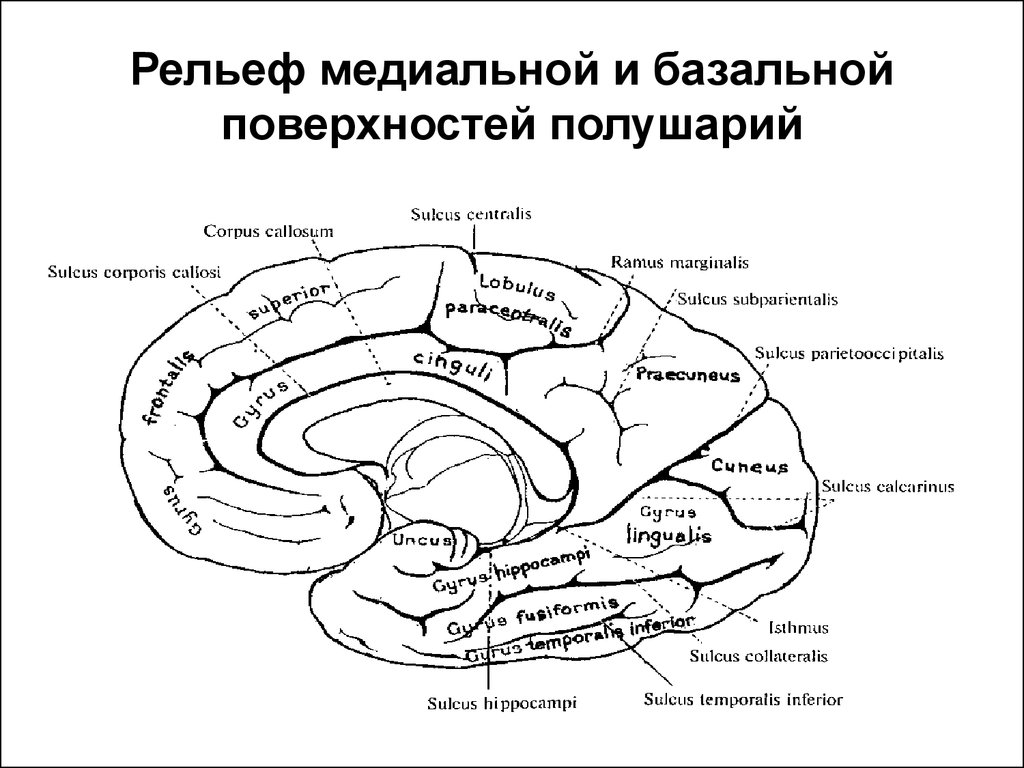 Медиальная поверхность мозга