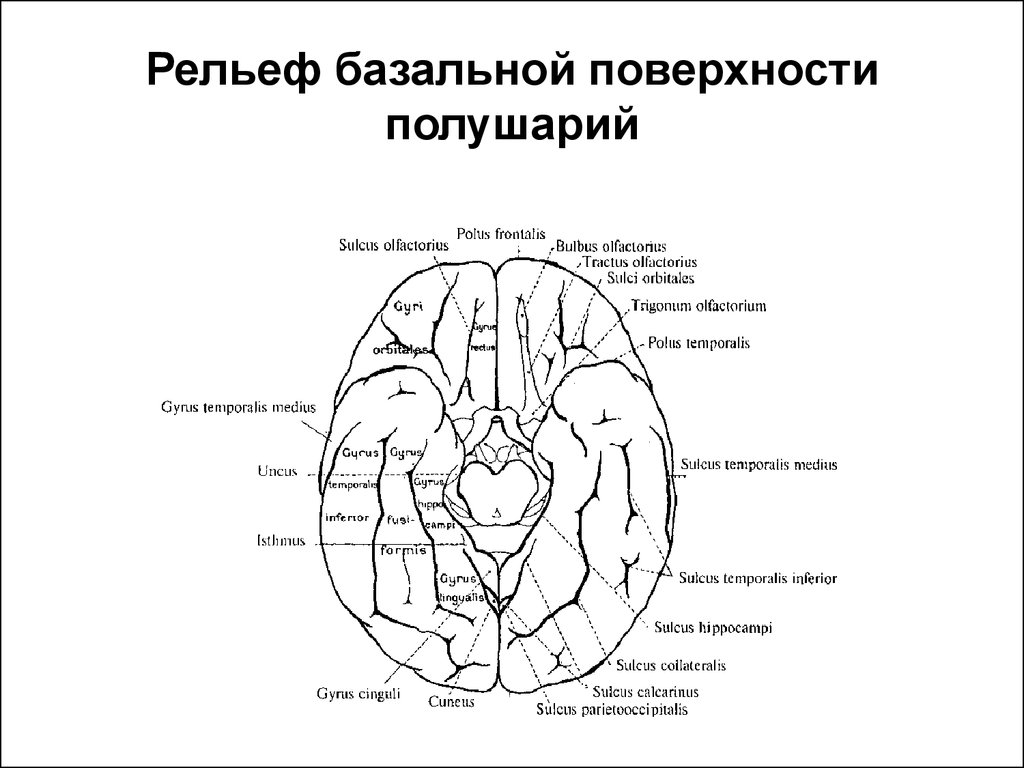 Медиальная поверхность мозга. Рельеф базальной поверхности полушарий. Базальная поверхность полушарий большого мозга. Борозды и извилины базальной поверхности головного мозга. Нижняя поверхность головного мозга борозды.