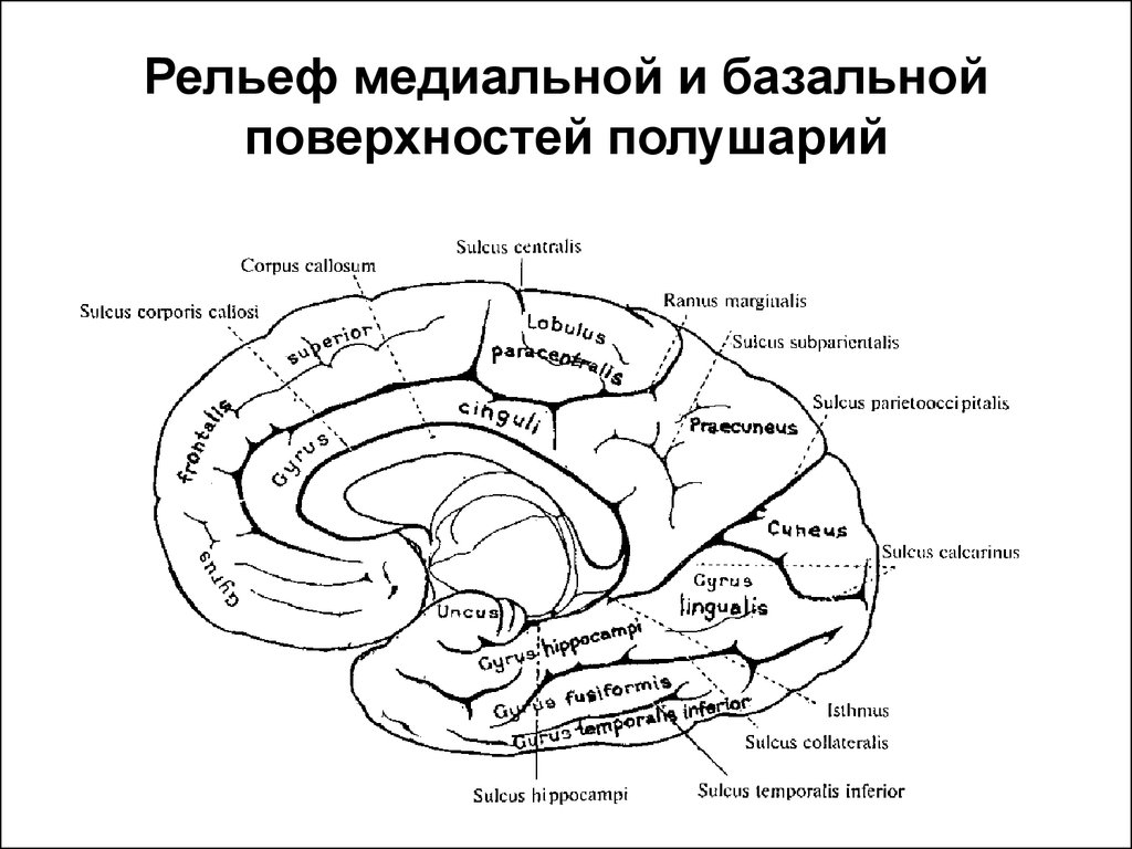 Базальная поверхность головного мозга