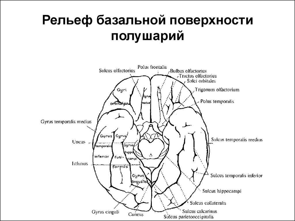 Нижняя поверхность. Нижняя поверхность полушария головного мозга. Базальная поверхность мозга. Извилины мозга базальная поверхность. Рельеф нижней поверхности полушарий большого мозга.