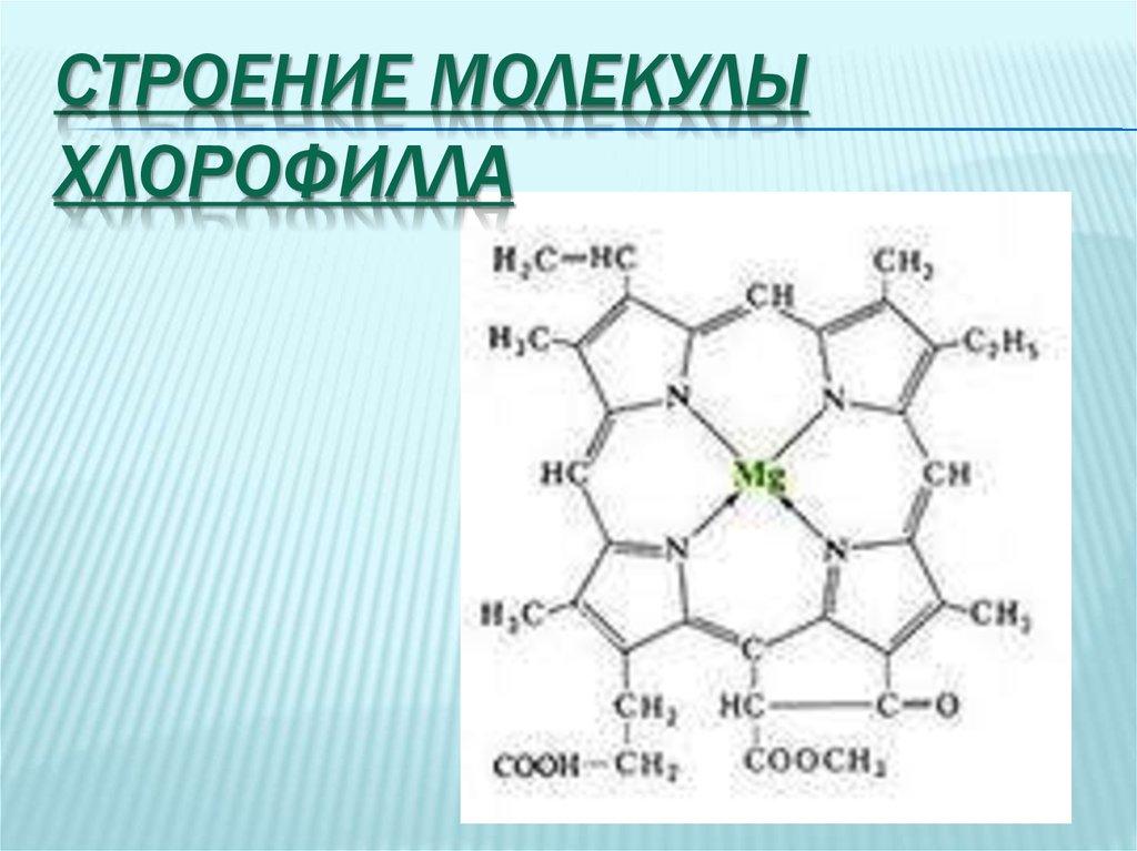 Строение молекулы хлорофилла