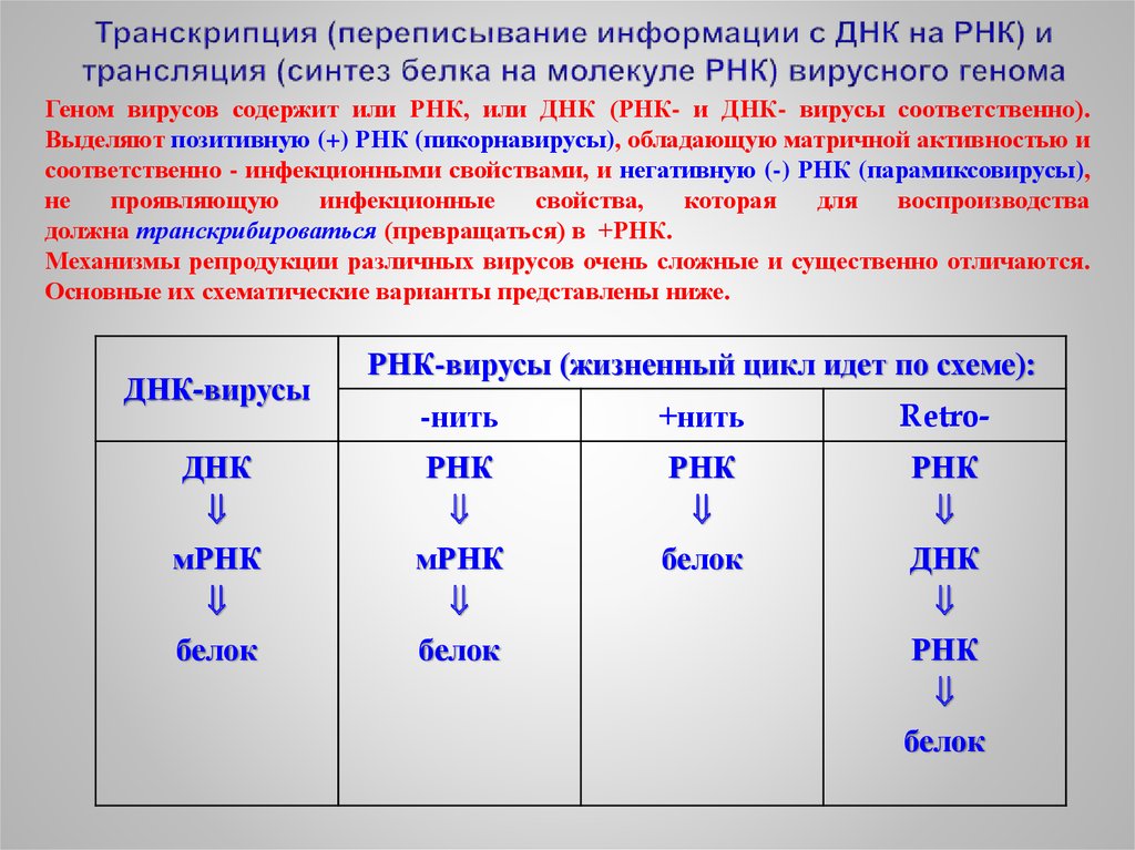 Образование ирнк транскрипция