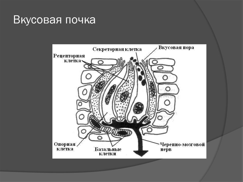 Строение вкусовой почки рисунок