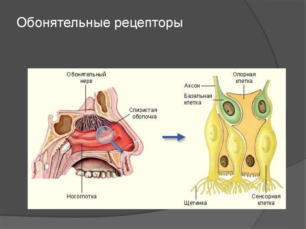 Воспримут изображенные на рисунке рецепторные клетки