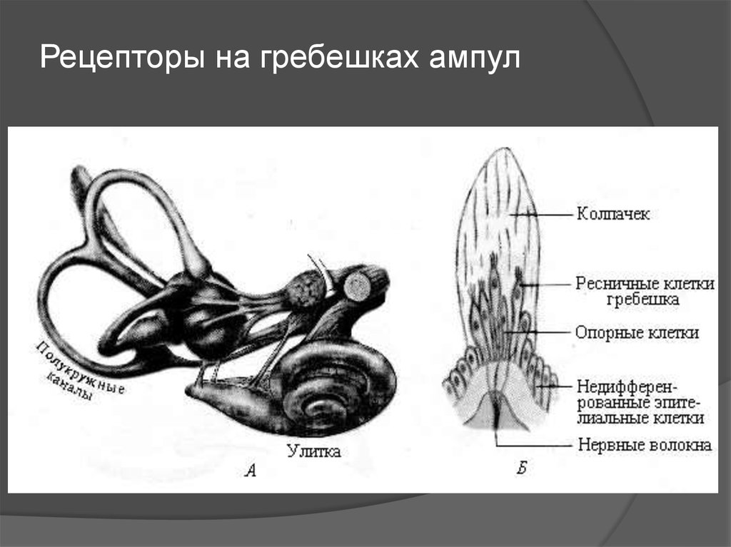 Схема периферического отдела вестибулярного анализатора